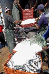 Image du Maroc Professionnelle de  Les ouvriers s'activent énergiquement sans perdre de temps à couvrir de glace les caisses en plastique rempli de sardines vivantes, cette dynamique dans le but de conserver la sardine toute fraîche durant l’opération du transport au Port de Laayoune, Lundi 8 Mars 2010. (Photo / Abdeljalil Bounhar)